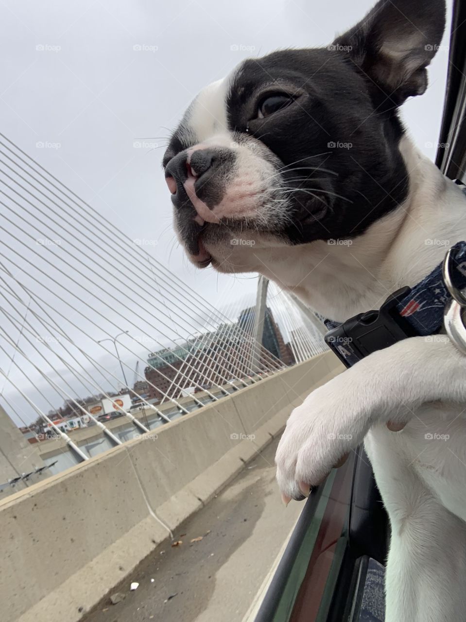 Beans taking an adventure into the city. Beans the Boston Terrier on Boston’s Zakim Bridge.  Head right out the window! 