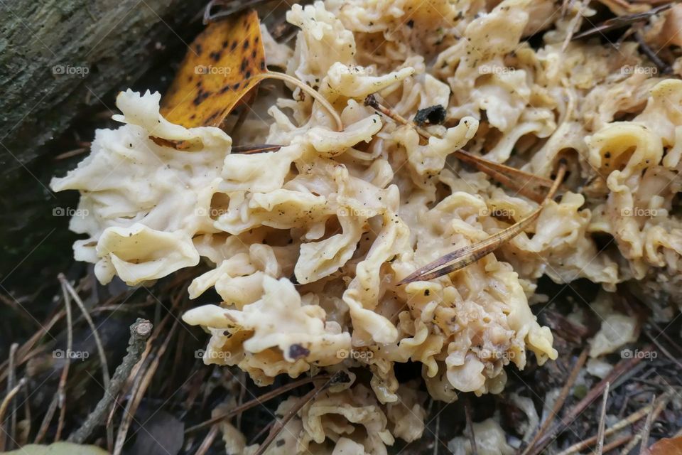 Strange white mushroom in the forest