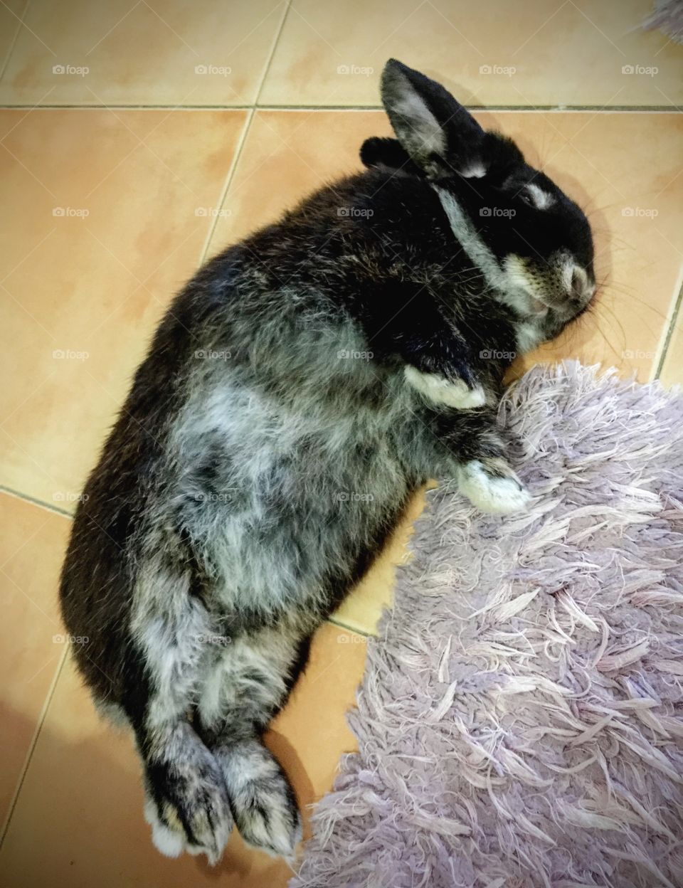 Sleeping black rabbit 