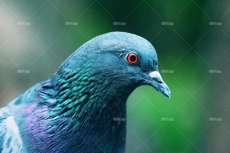 When a simple pigeon looks as beautiful as a peacock.