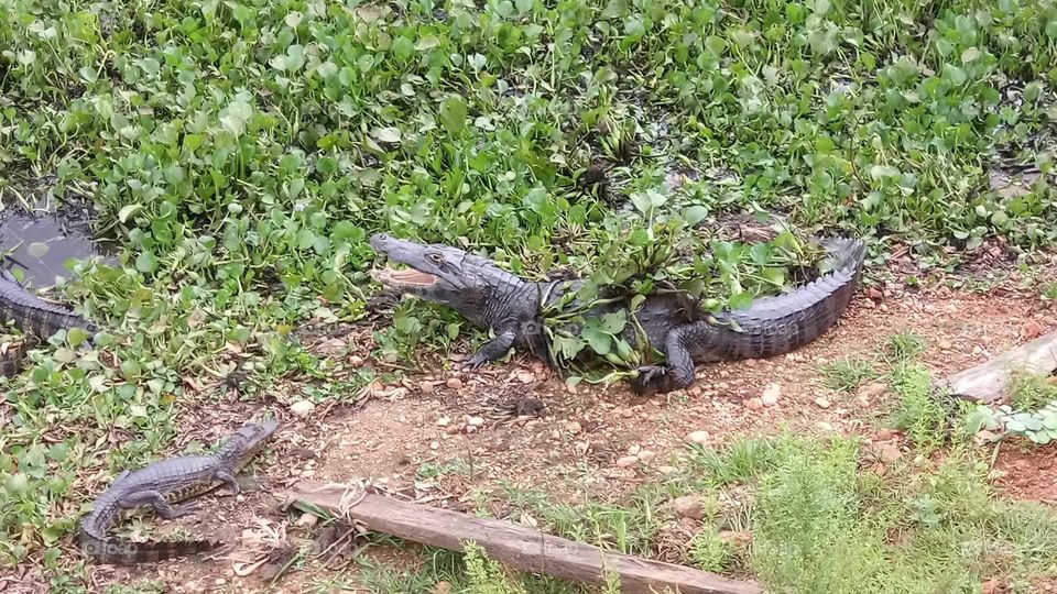 jacarés - pantanal - alligators