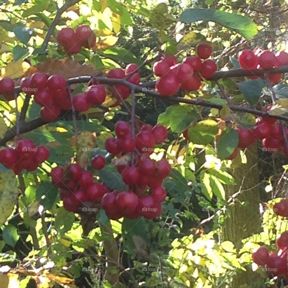 Autumn fruits. Found on the walk in Bracknell Forest