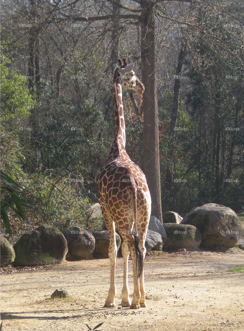 giraffe backside . turning its back