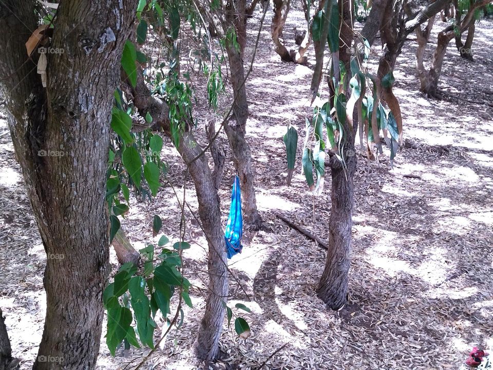 Hammock in the forest