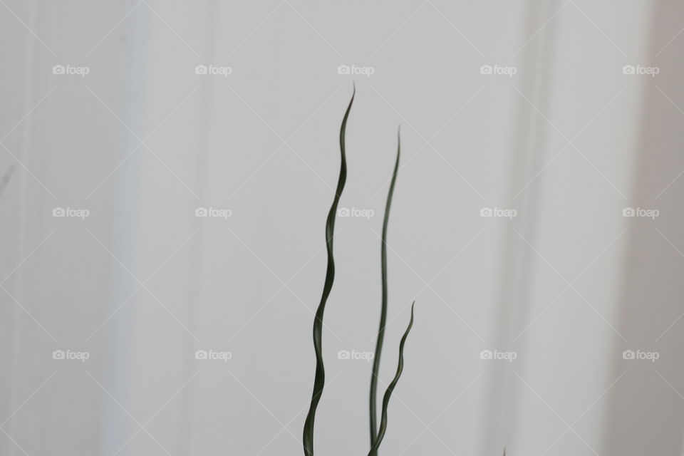 squiggly twigs