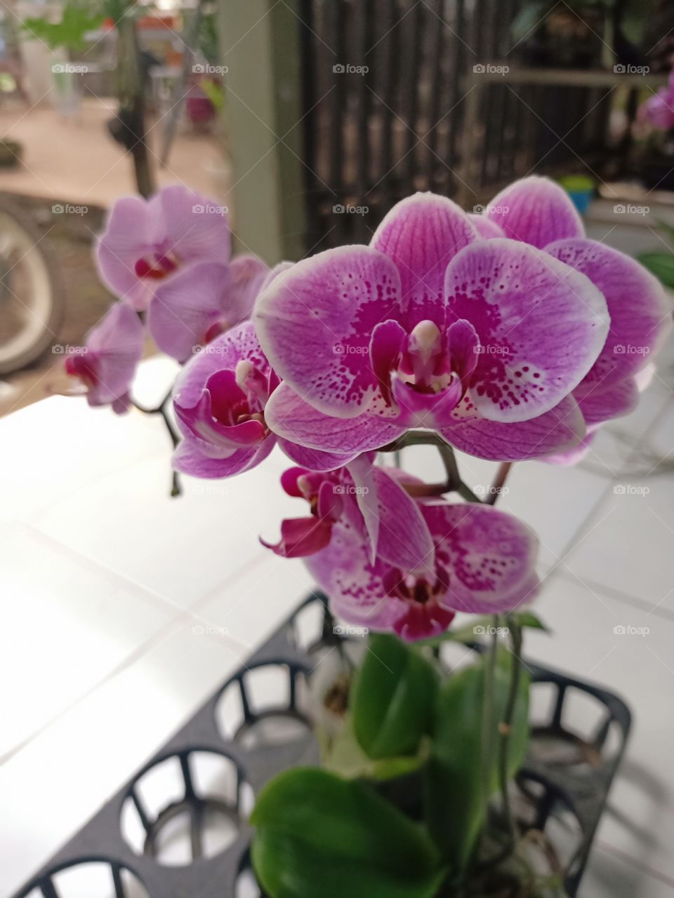 orchid is love