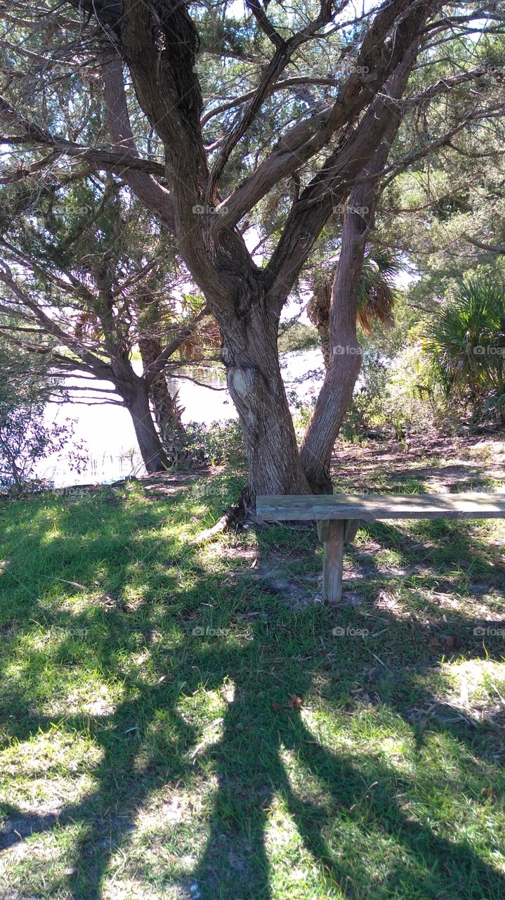 Shaded Bench by the Water