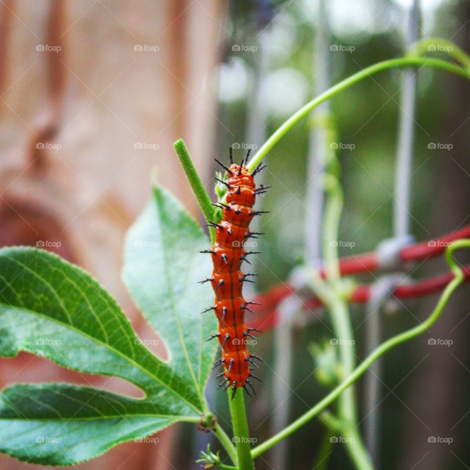 Caterpillars spiny and red