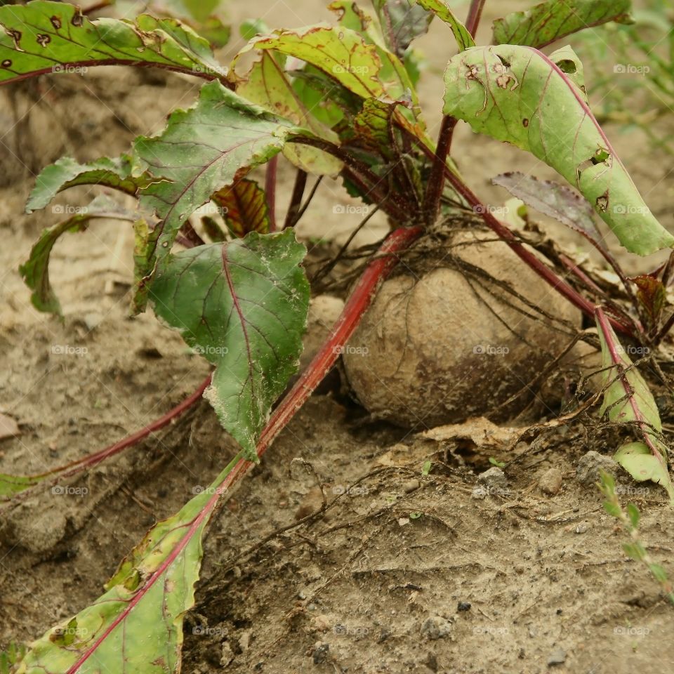 beetroot grwing in field