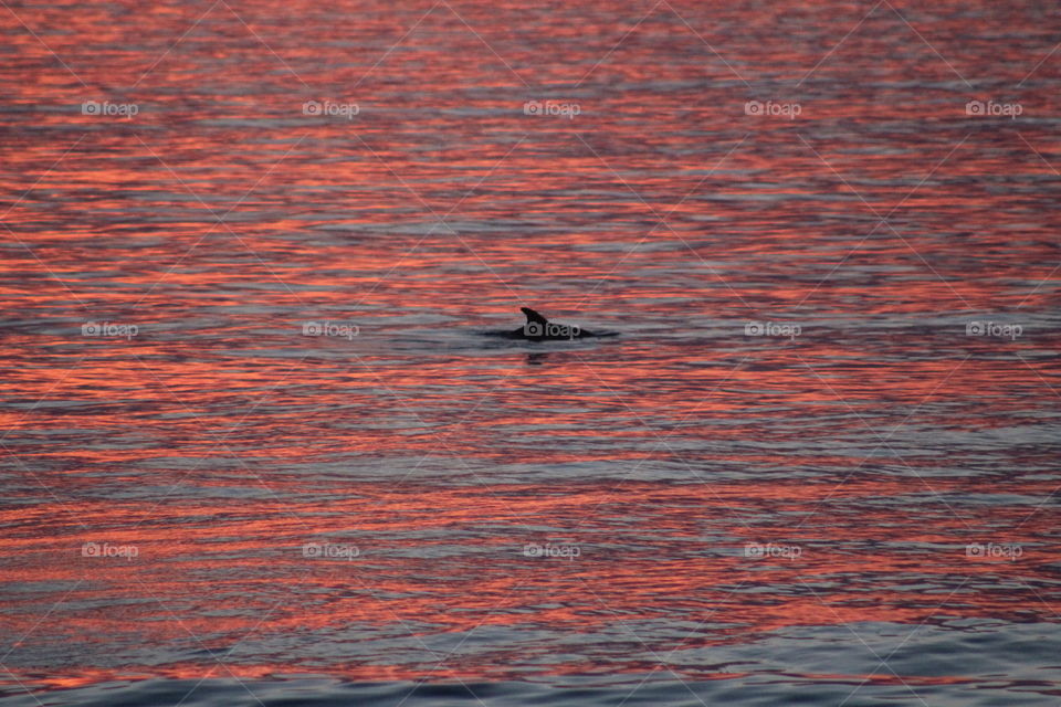 dolphin peaking up during a sunrise