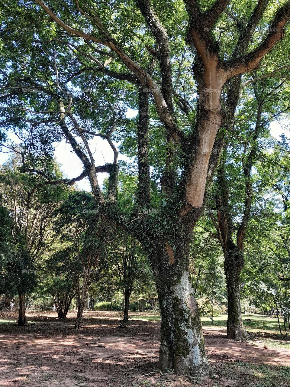 trees at Ibirapuera Park in Brazil
