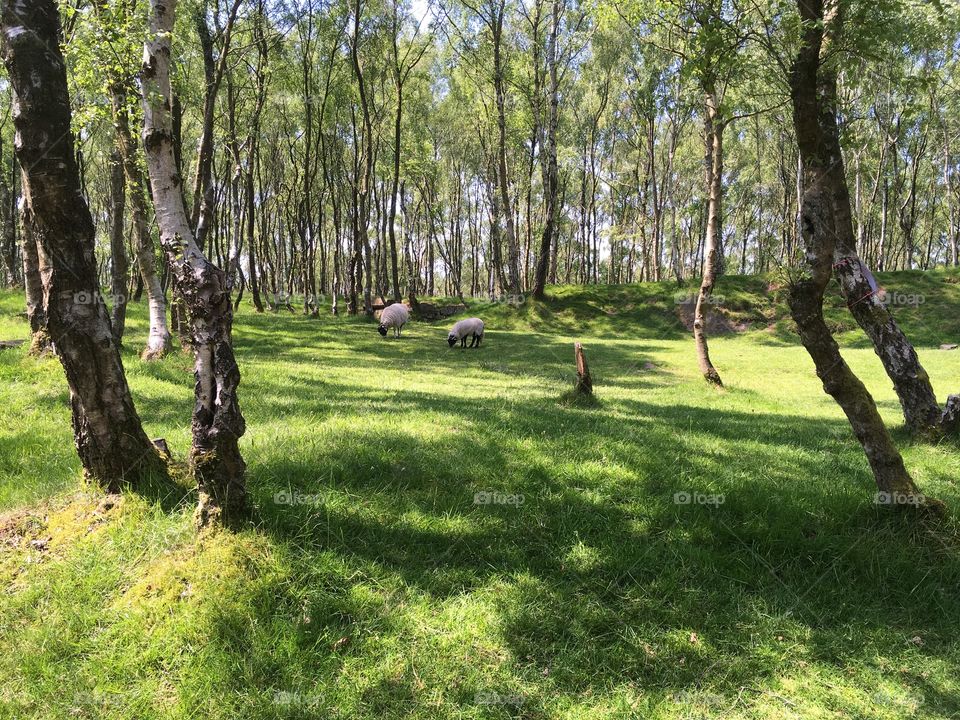 Sheep in woodland