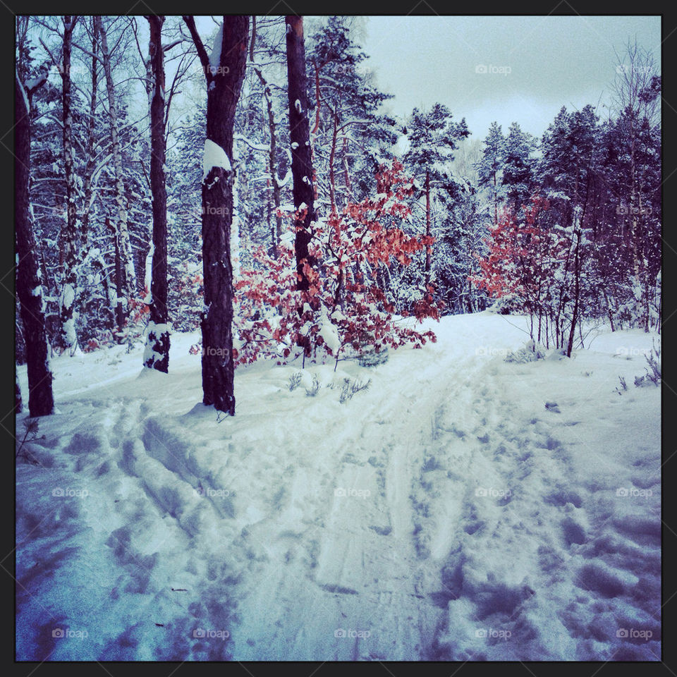 JÓZEFÓW - ŚCIEŻKA BIEGOWA