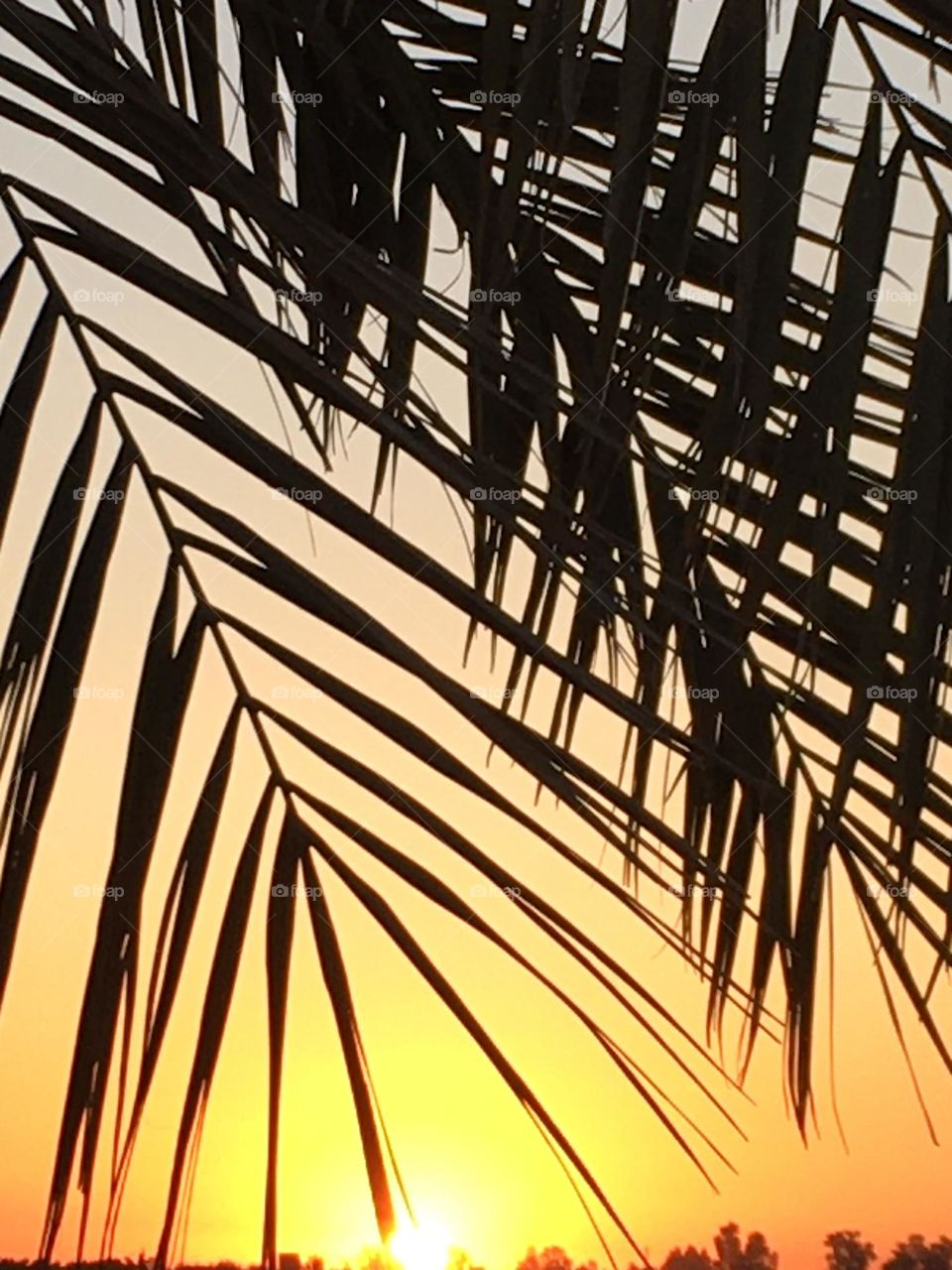 Beautiful sunset and palm tree 