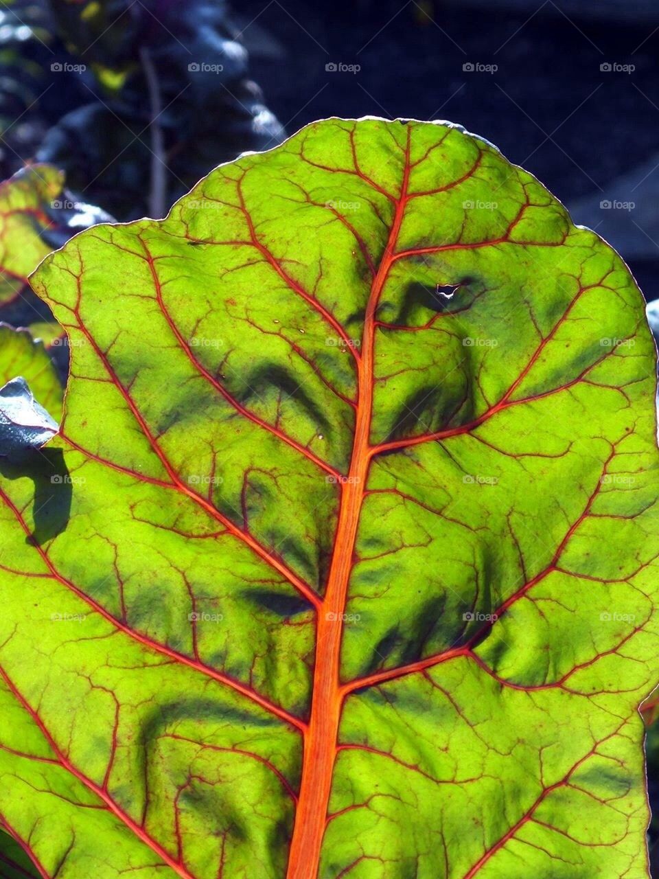 Green and orange leaf