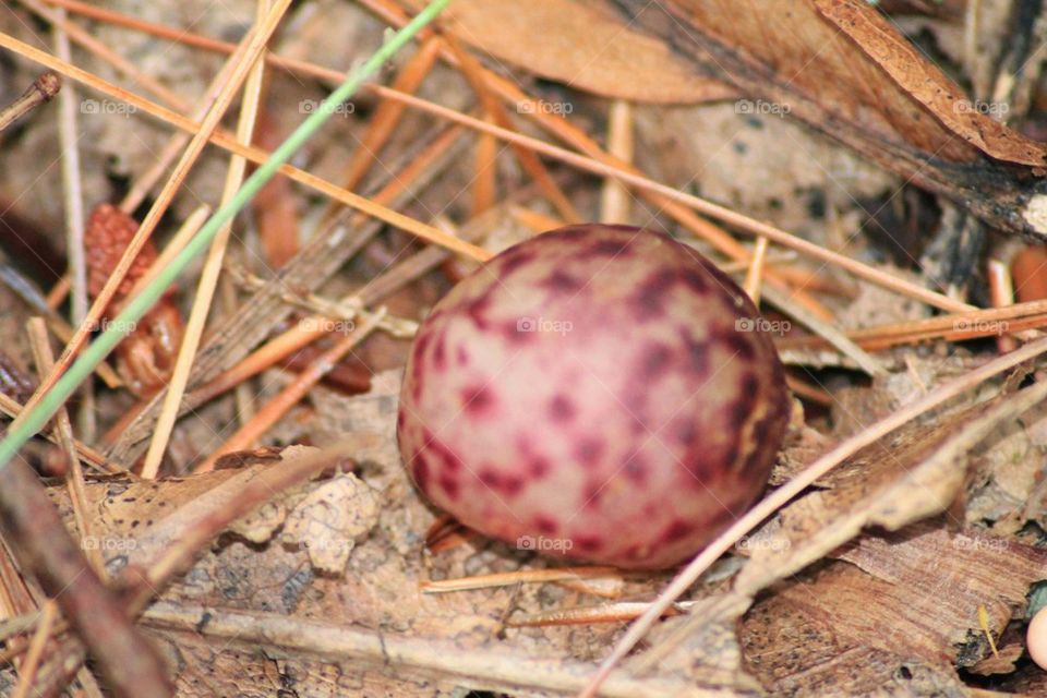 colorful mushroom