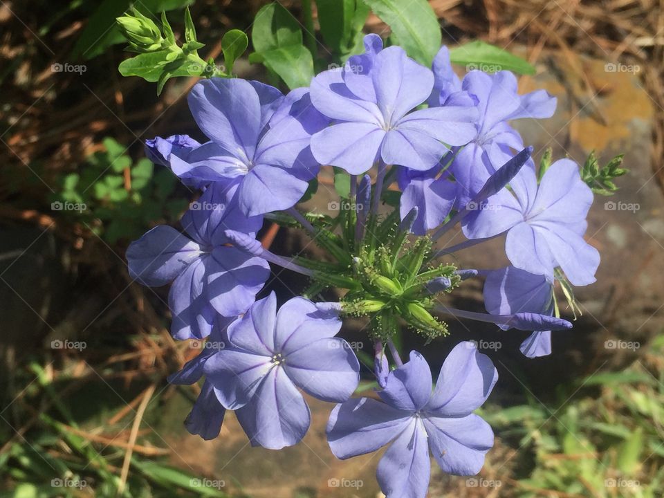 Plumbago