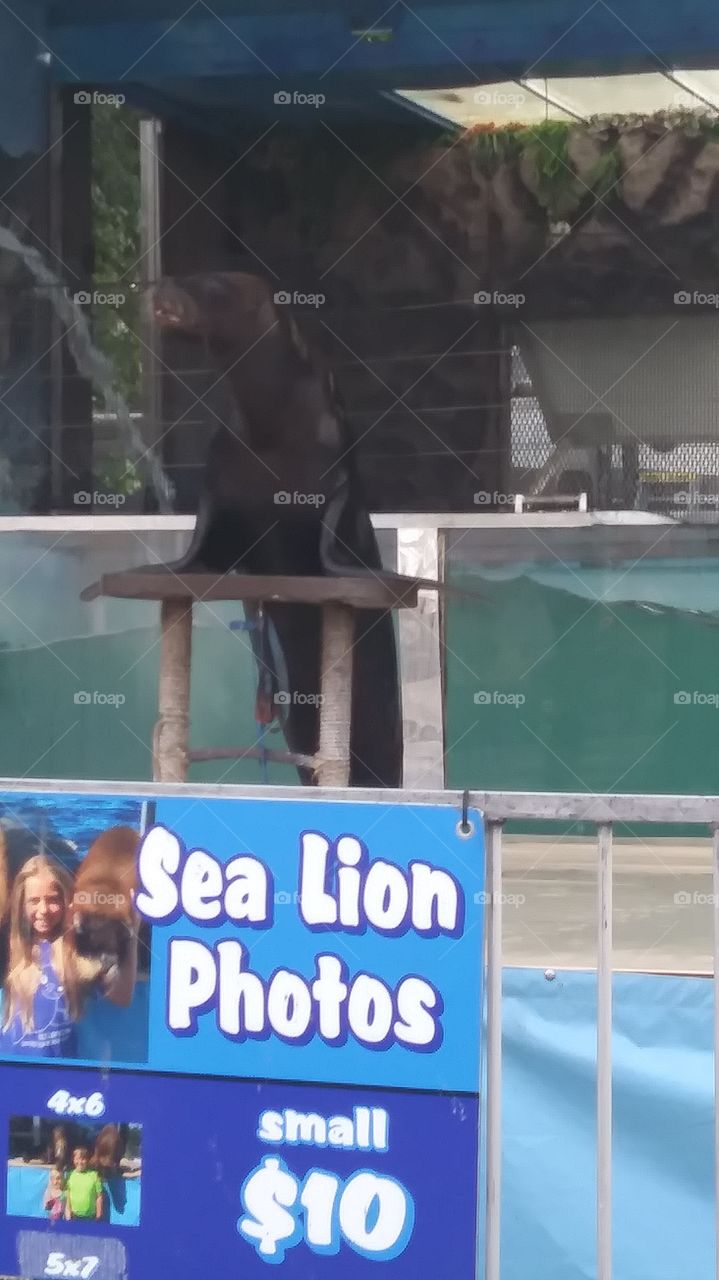 seal show