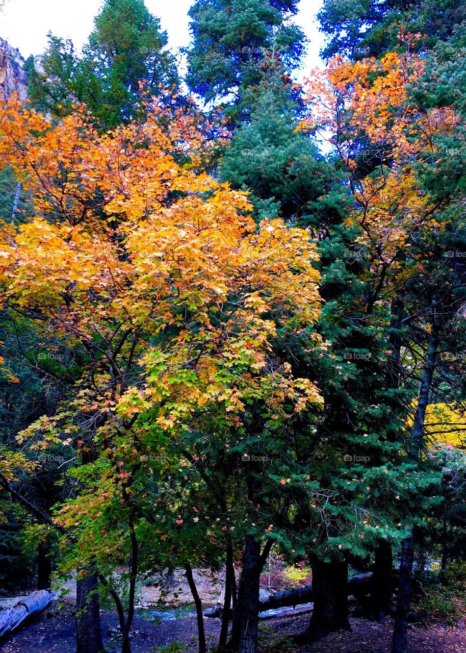 Fall colors.  Alpine Loop 