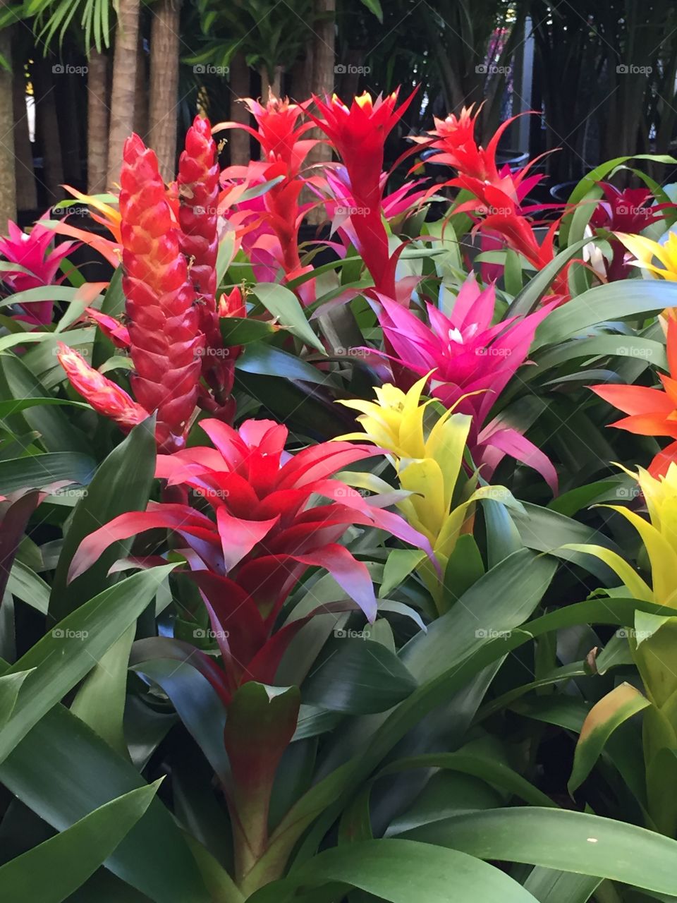 Bromeliad flowering plant