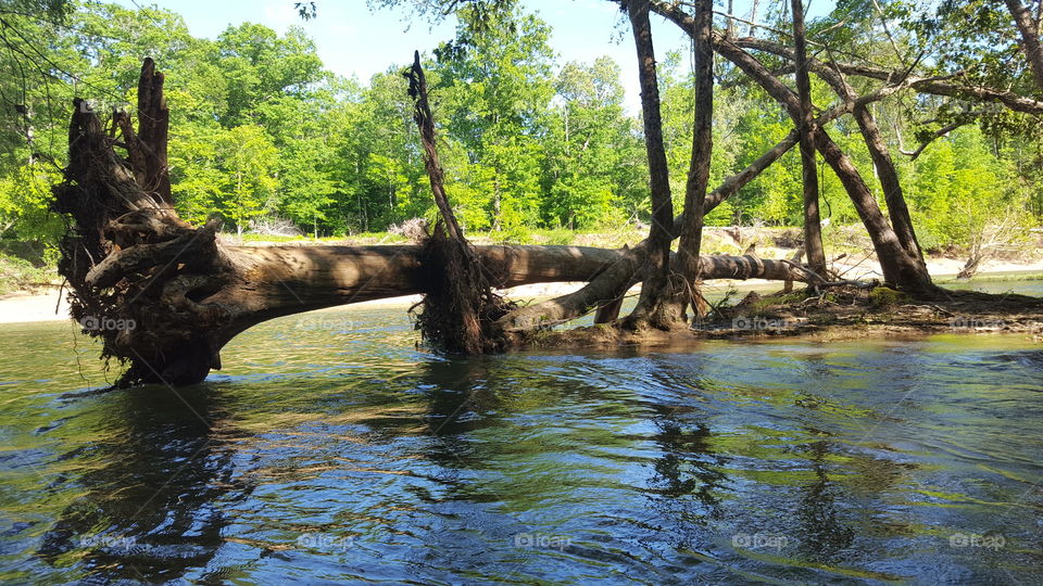 Fallen tree in the river