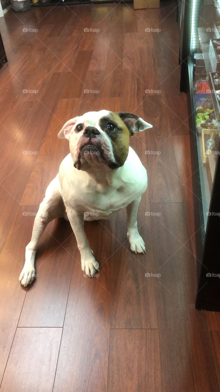 We were at the smoke shop and I told him to sit! And he did... I am such a proud mama 