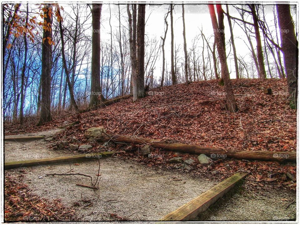 Wood, Tree, Fall, Leaf, Nature