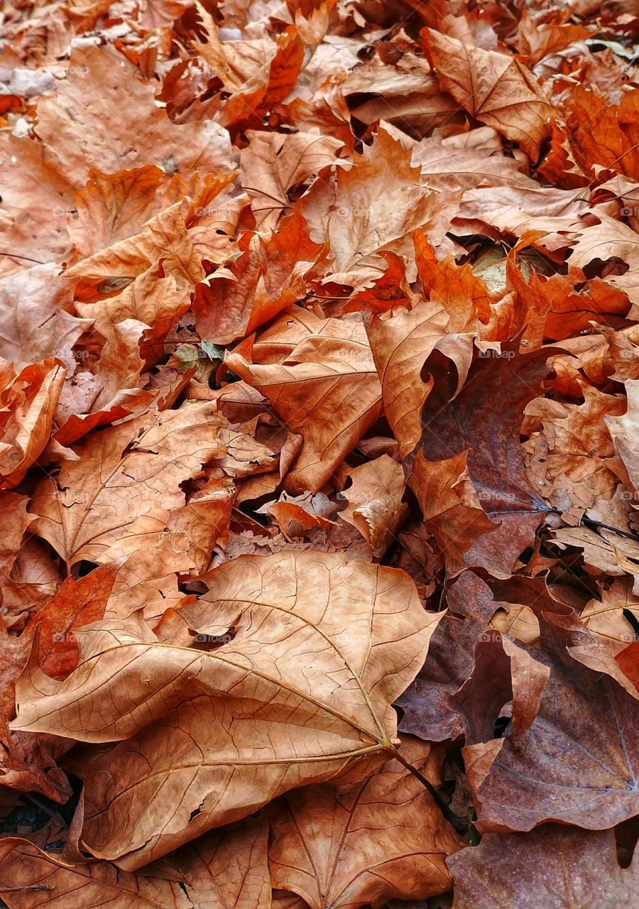 Fall Leaves Carpet