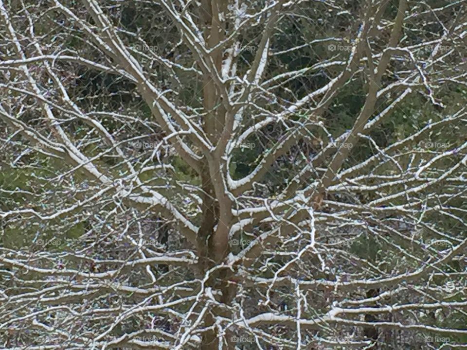 Snowy tree branches 