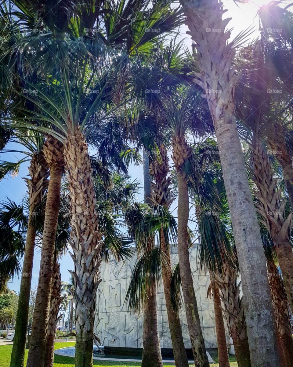 Palms of Miami beach