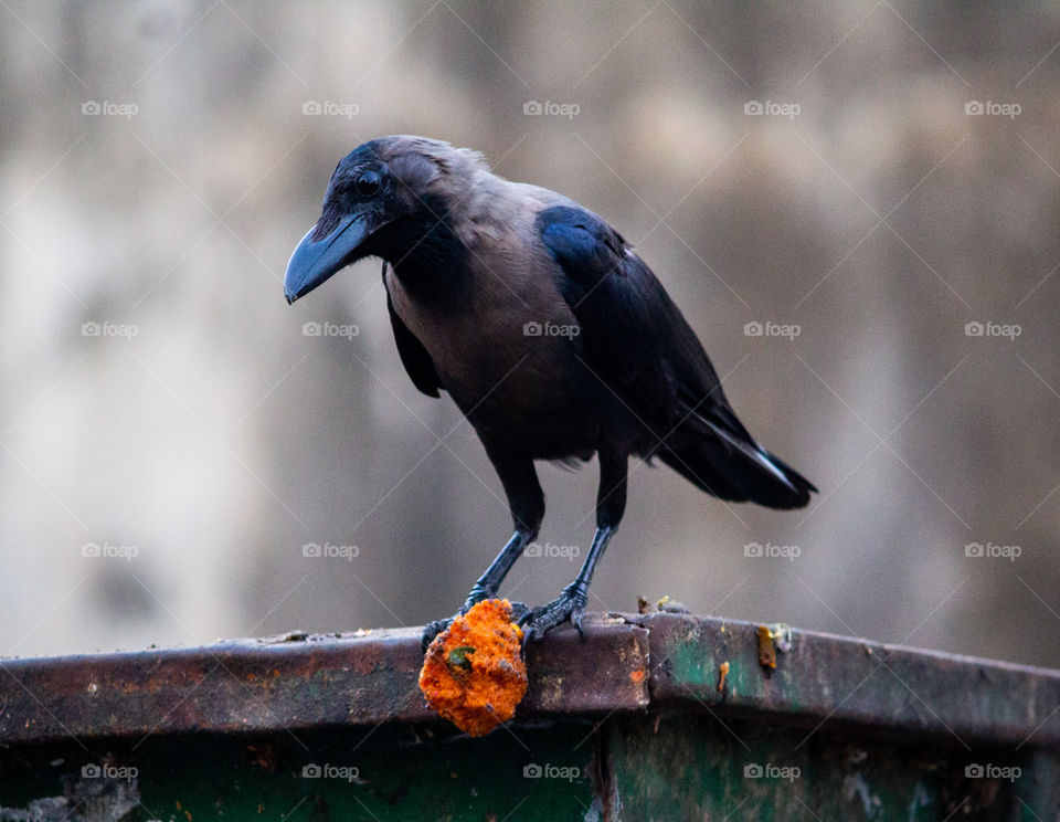 A oldest story of Indian Crow stealing snack(Vadai) from old women who got cheated by its story..
