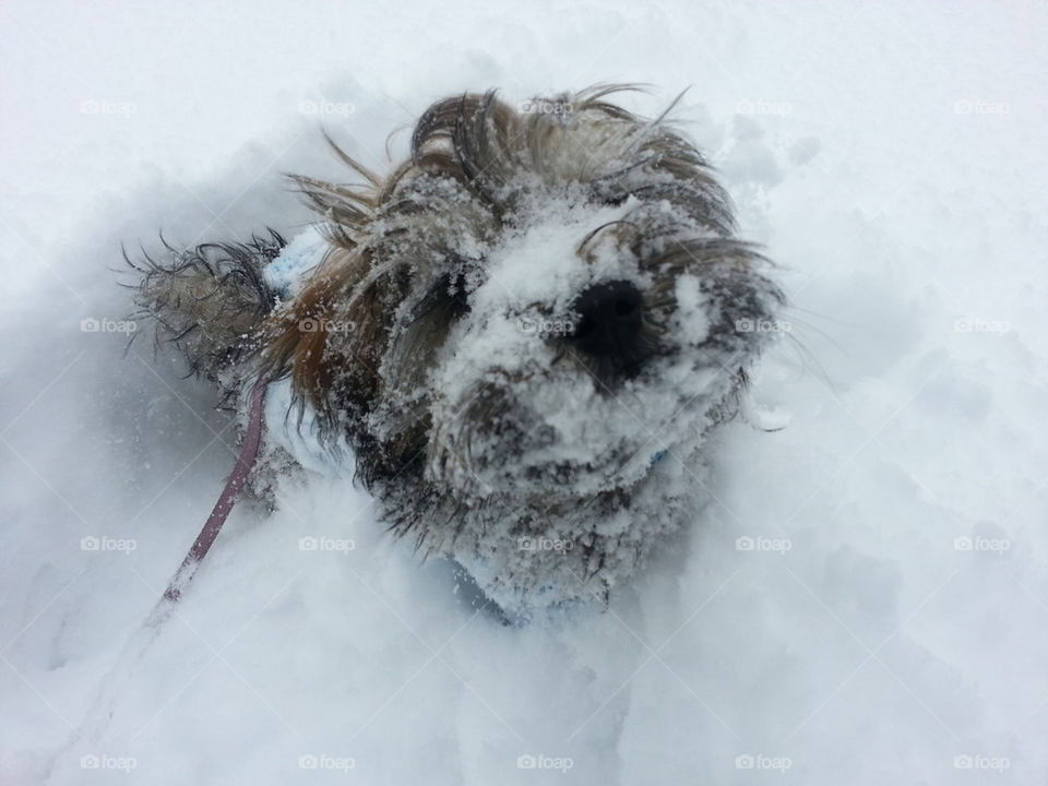 snowy puppy 
