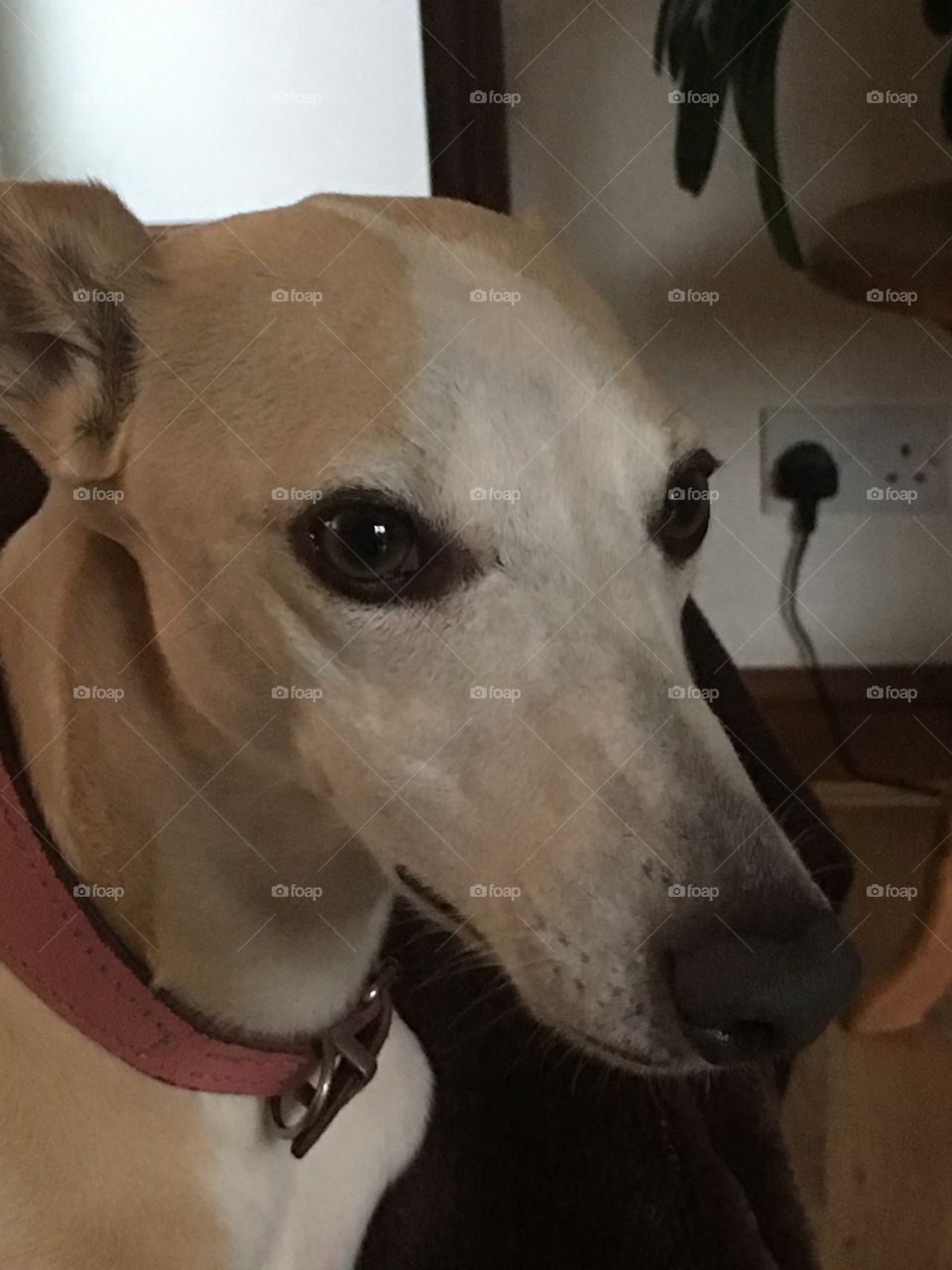 Hennie the cream fawn coloured whippet in close up face portrait photo