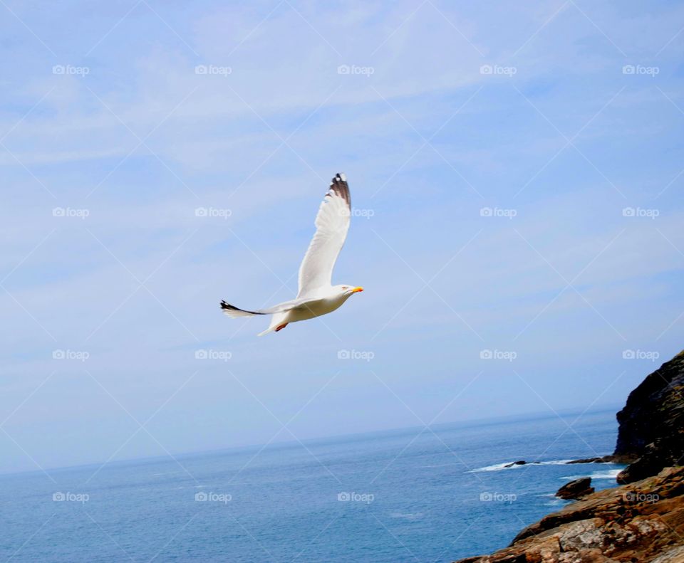 Seagull