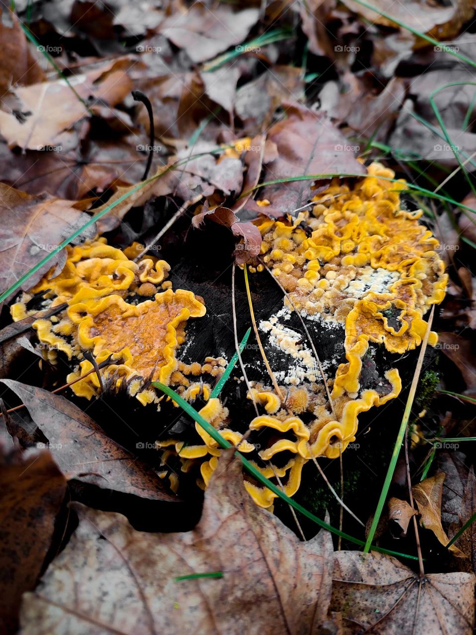 Wild yellow polypore fluffy mushrooms Stereum hirsutum growing on the wooden log, covered with brown fallen leaves in autumn forest