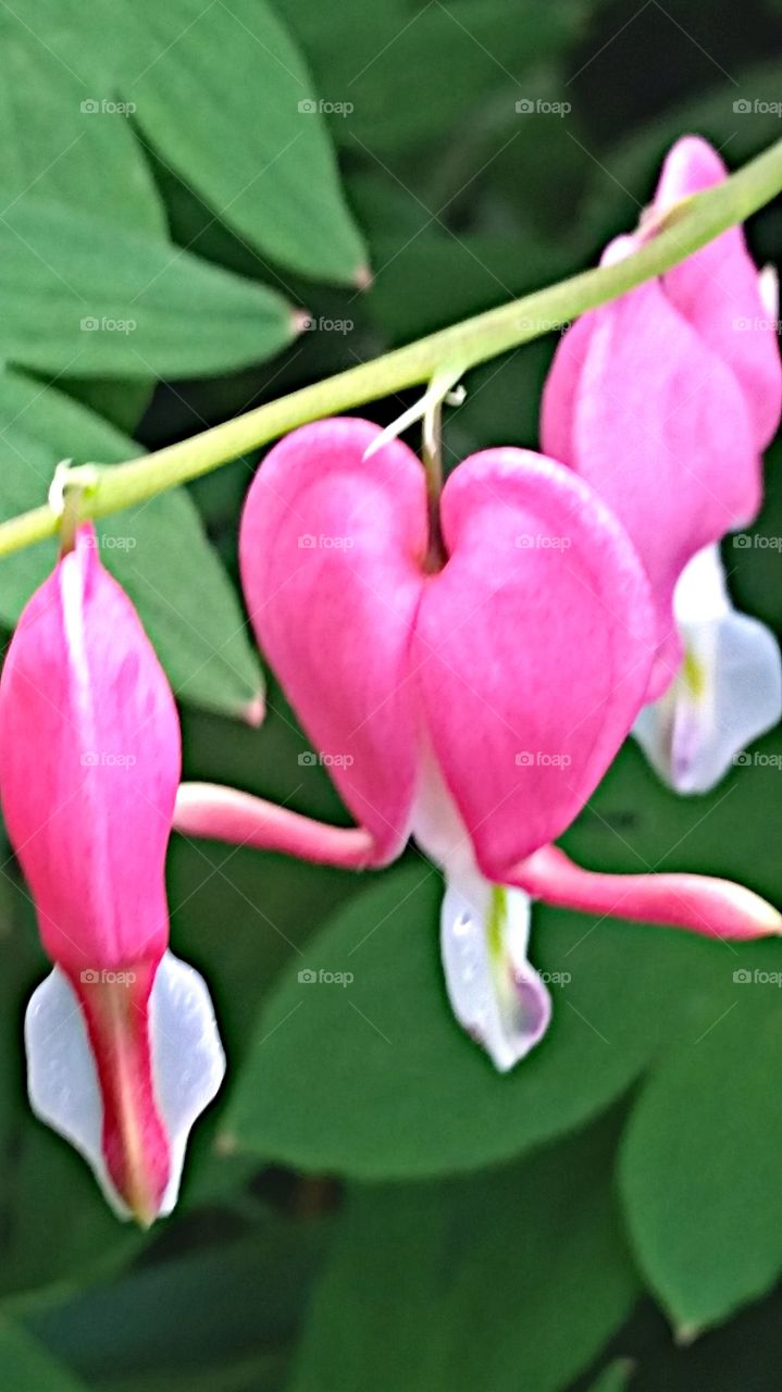 Bleeding Hearts