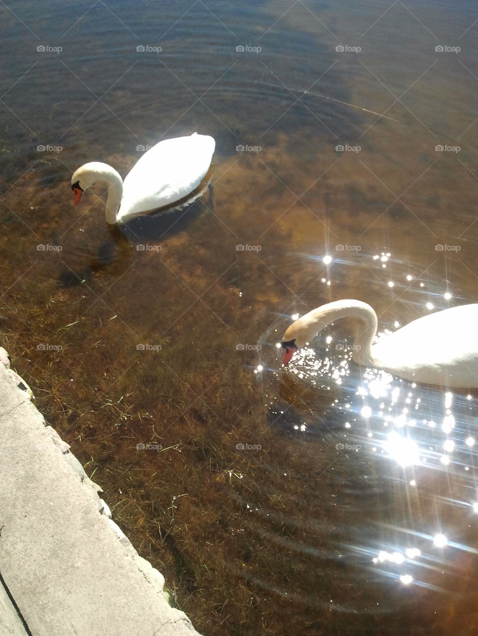 swans