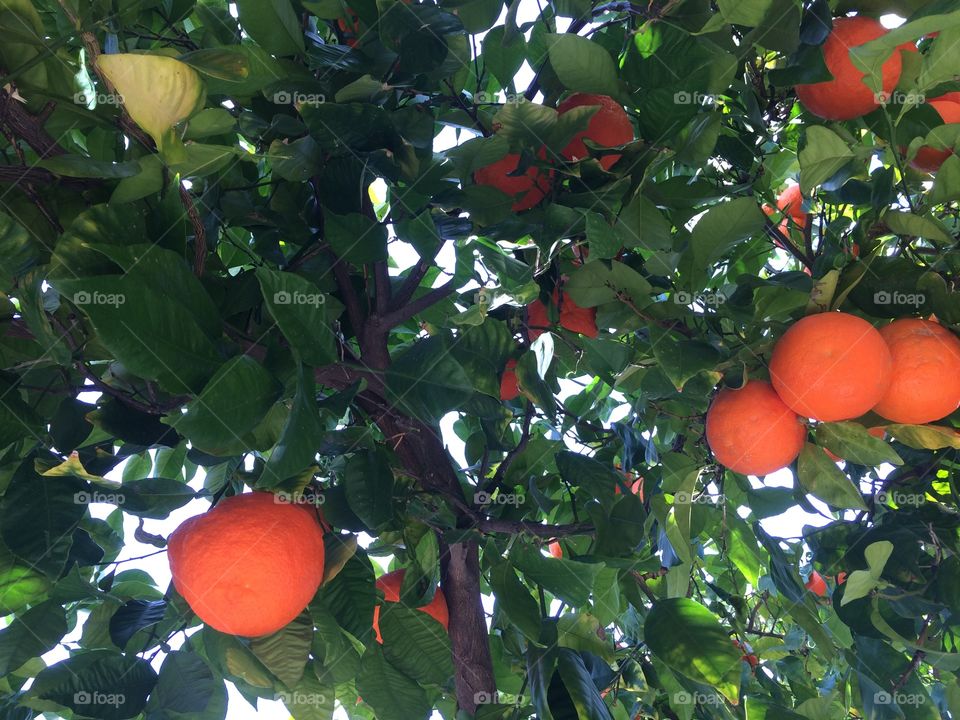 Orange trees
