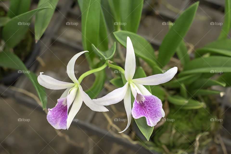 Beautiful White Cattleya Orchid and patterned pink spots Background blurred leaves in the garden.