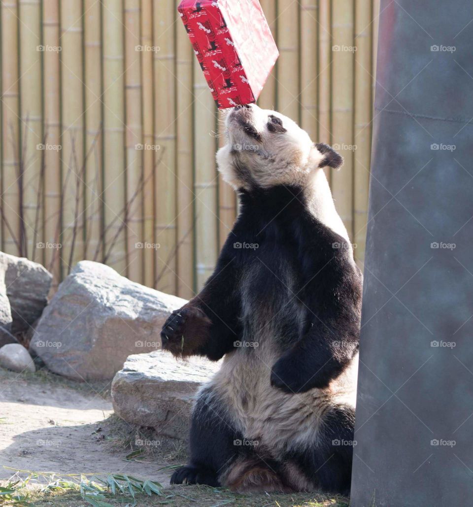 Giant panda getting a treat