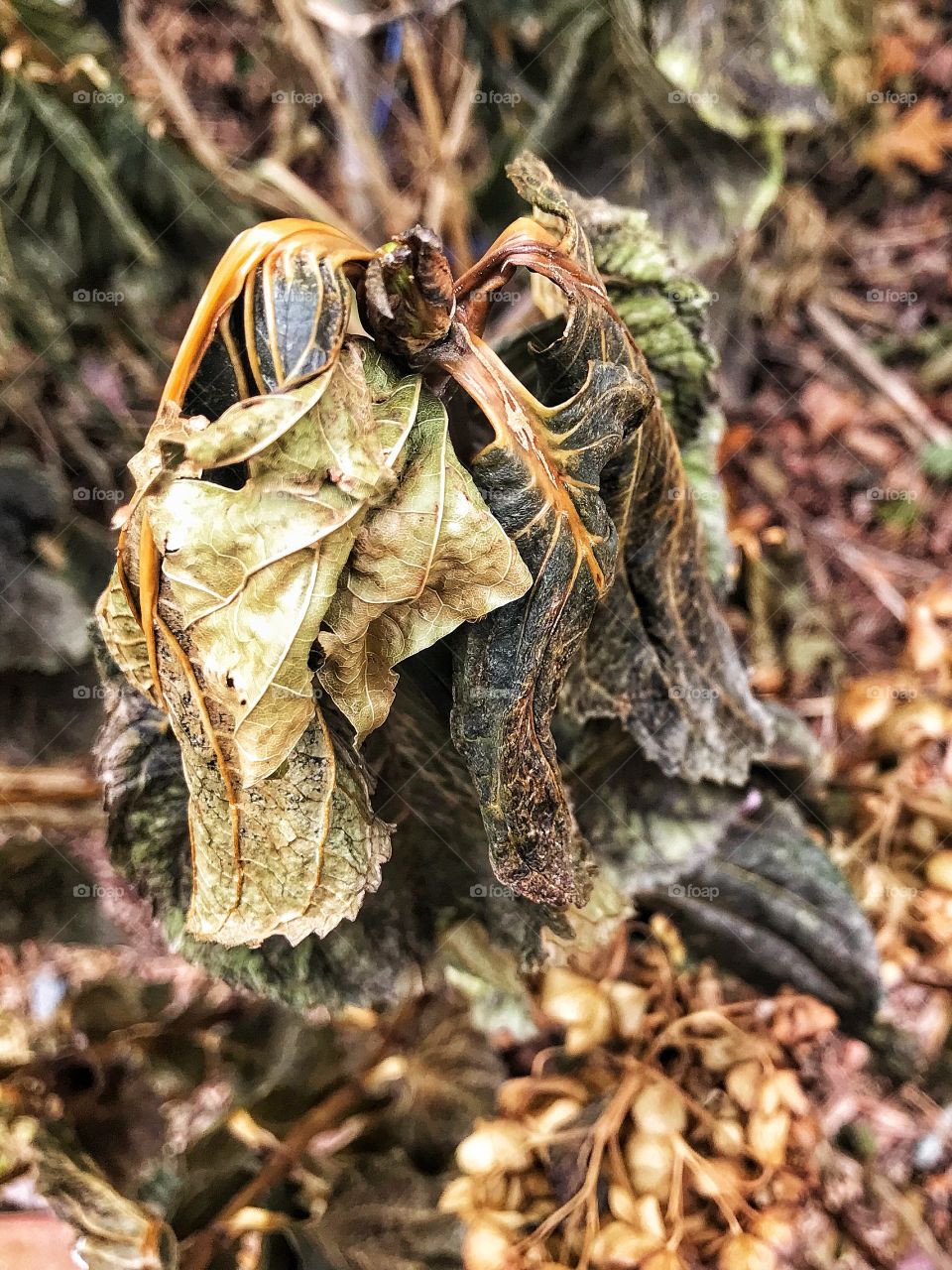 Hydrangea...