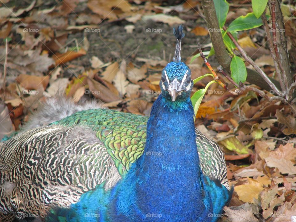 Peacock at rest 1.