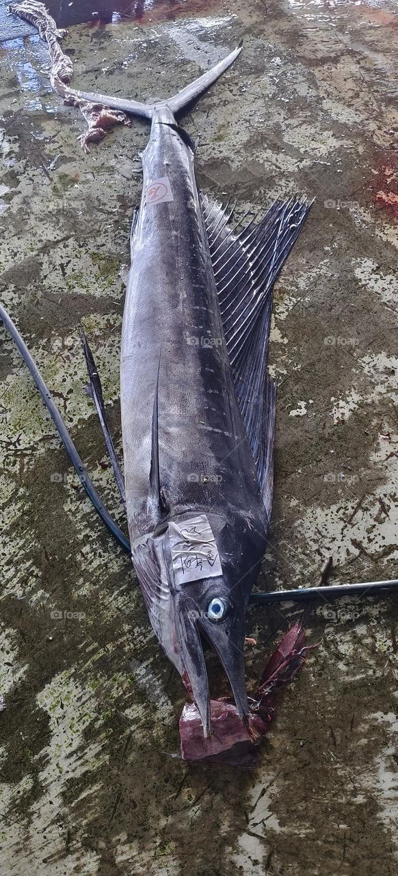 fresh sea fish on the market