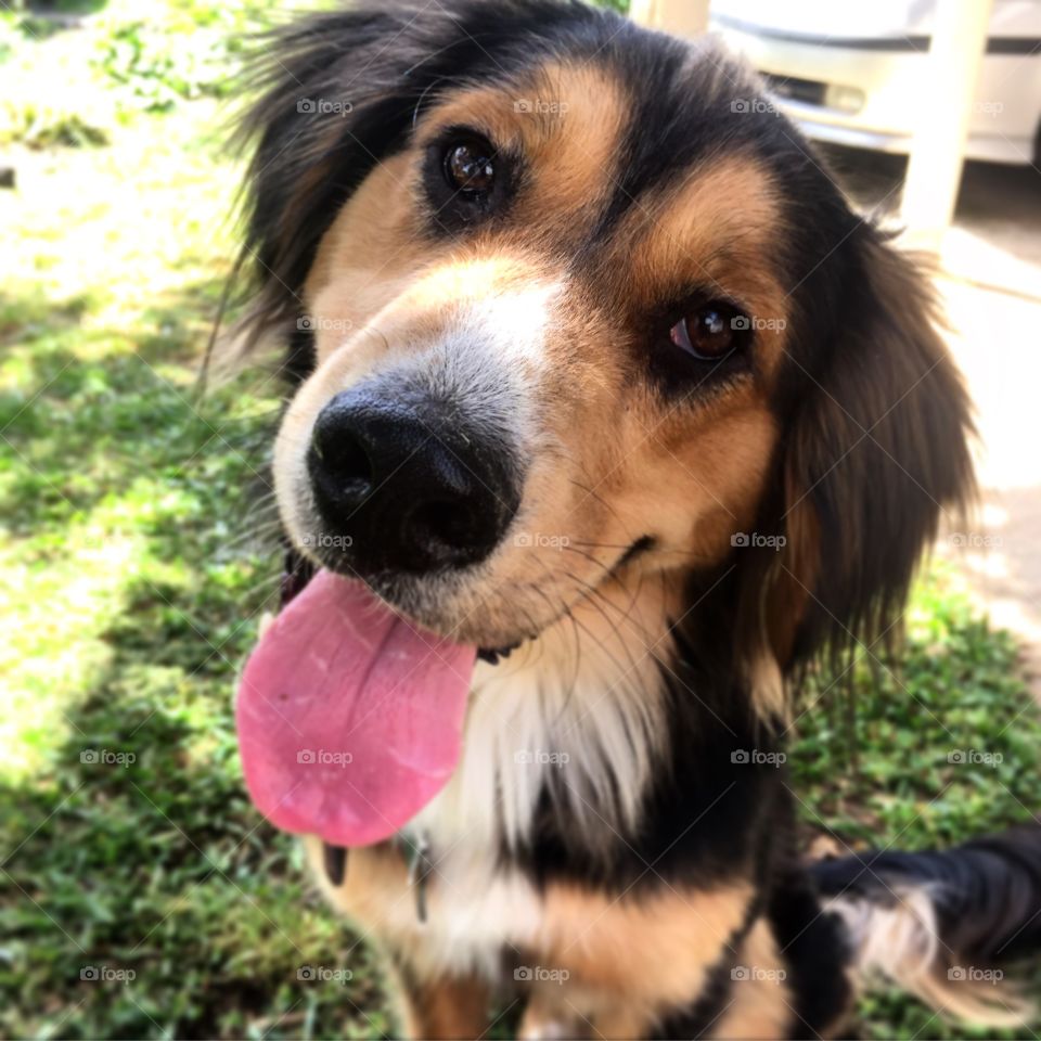 Meeko patiently waiting for his ball