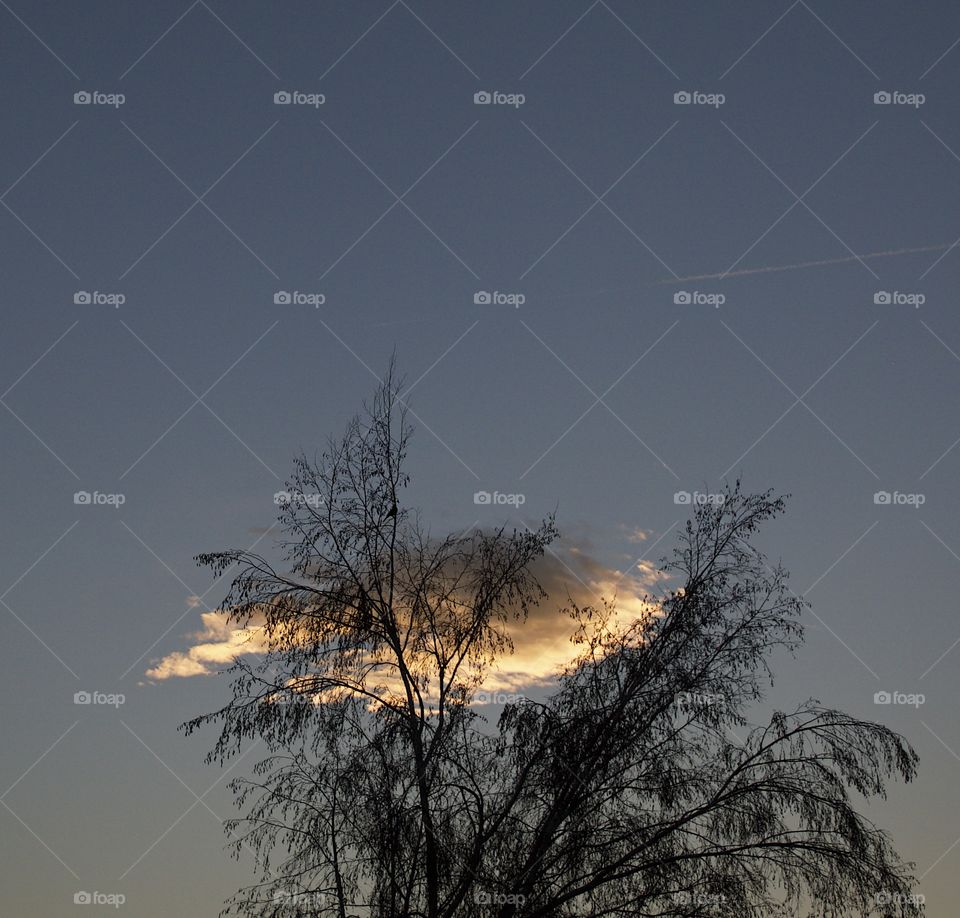 A lone cloud framed with bare trees lit up in a clear sky on a winter evening in Central Oregon. 