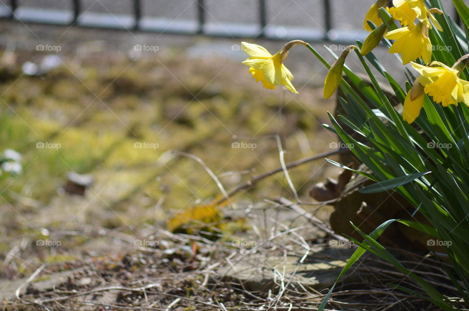 Early sings of Spring-photo taken the first calendar day of spring