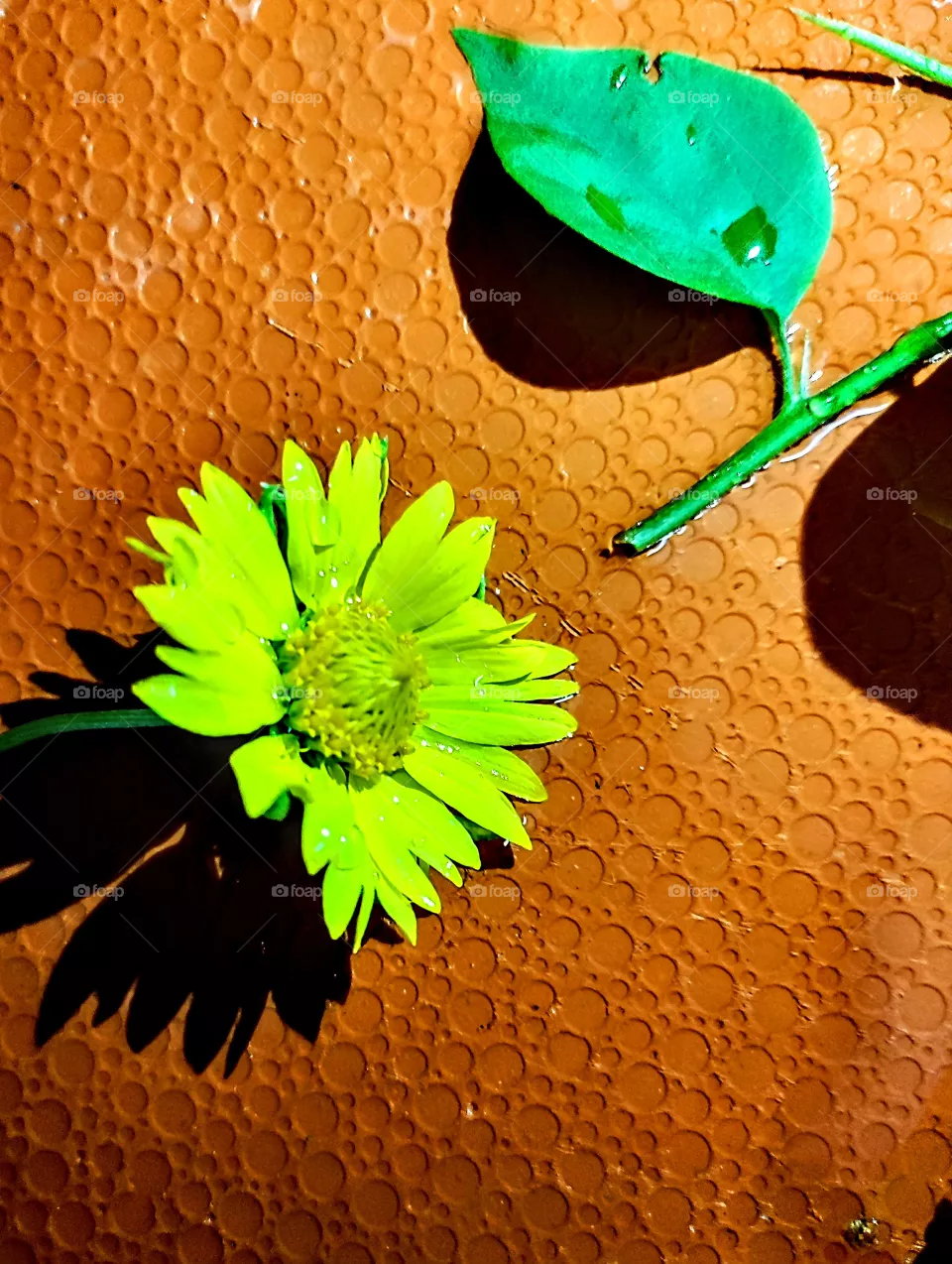 Yellow flower and green leaf