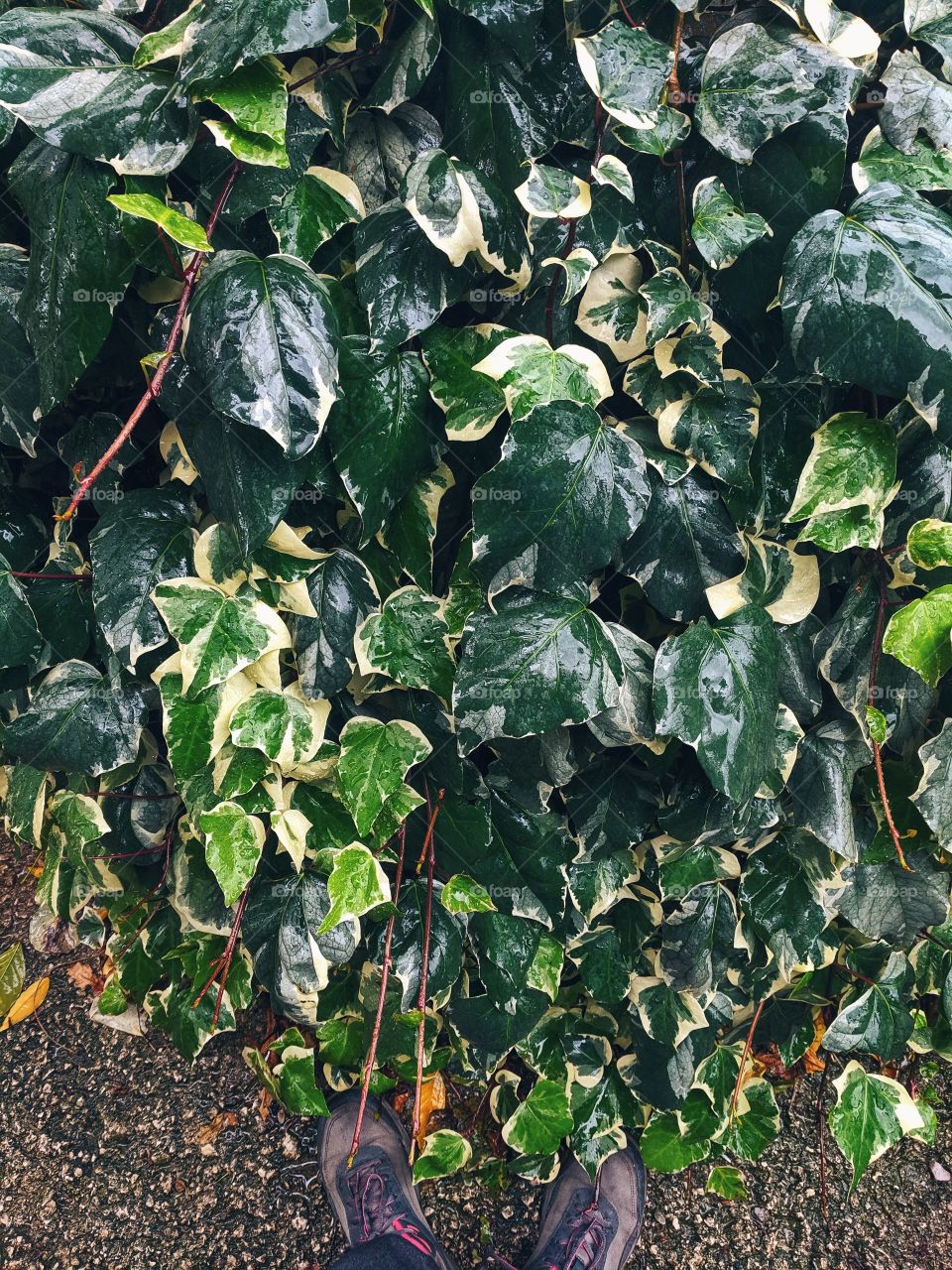 The green leaves of ivy tree close up.