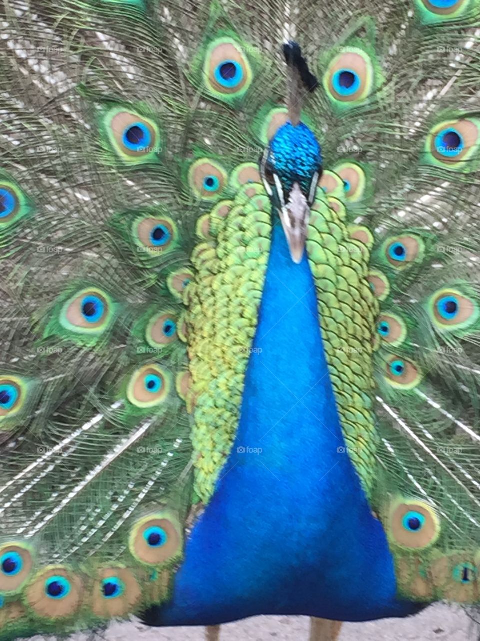 Peacock . San Diego zoo