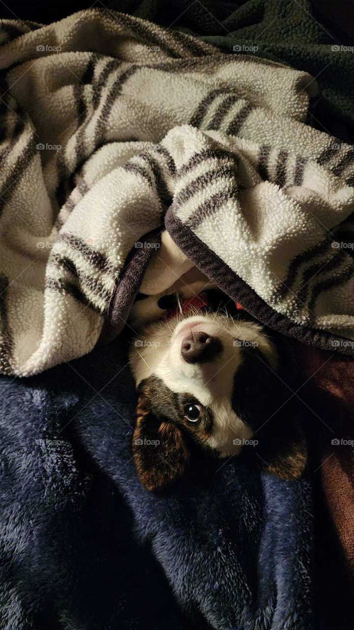Dog in Blanket